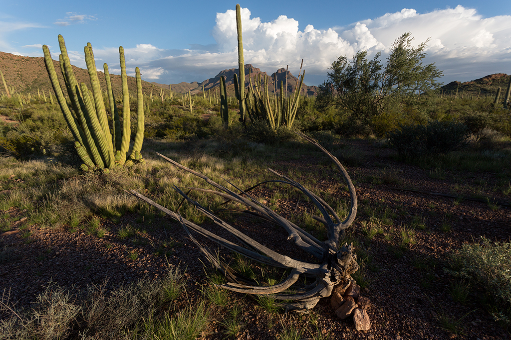 10-19 - 14.jpg - Organ Pipe Cactus National Monument